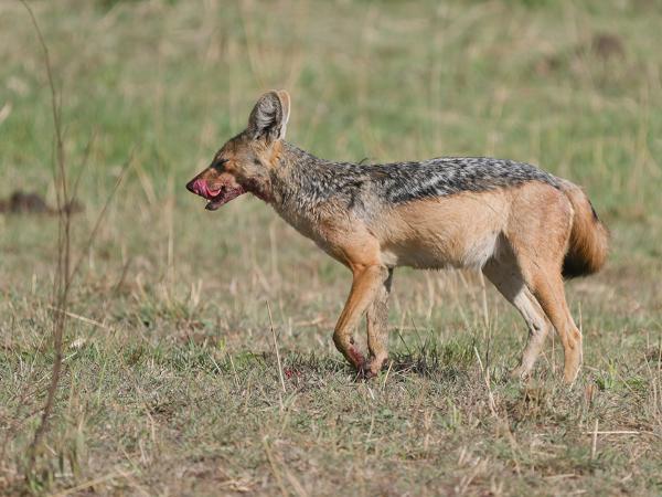 <h3><a href="/trips/tanzania/biota/animalia/chordata/mammalia/carnivora/canidae/canis mesomelas/canis mesomelas-nl.html">Canis&nbsp;mesomelas</a> / Black‑backed&nbsp;jackal / Zadeljakhals</h3>OM-1 Mark II met OLYMPUS M.150-400mm F4.5, 1/2000 sec  bij F4.5, ISO 320, afstand 37.6&nbsp;m